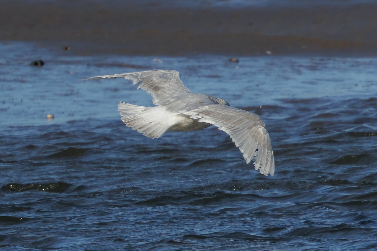 Gavión Hiperbóreo - ML645611715