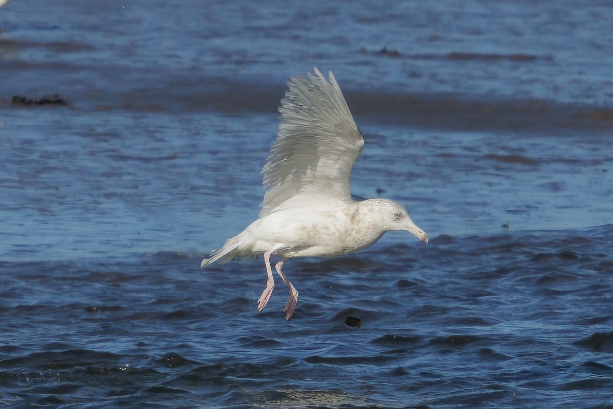 Gavión Hiperbóreo - ML645611716