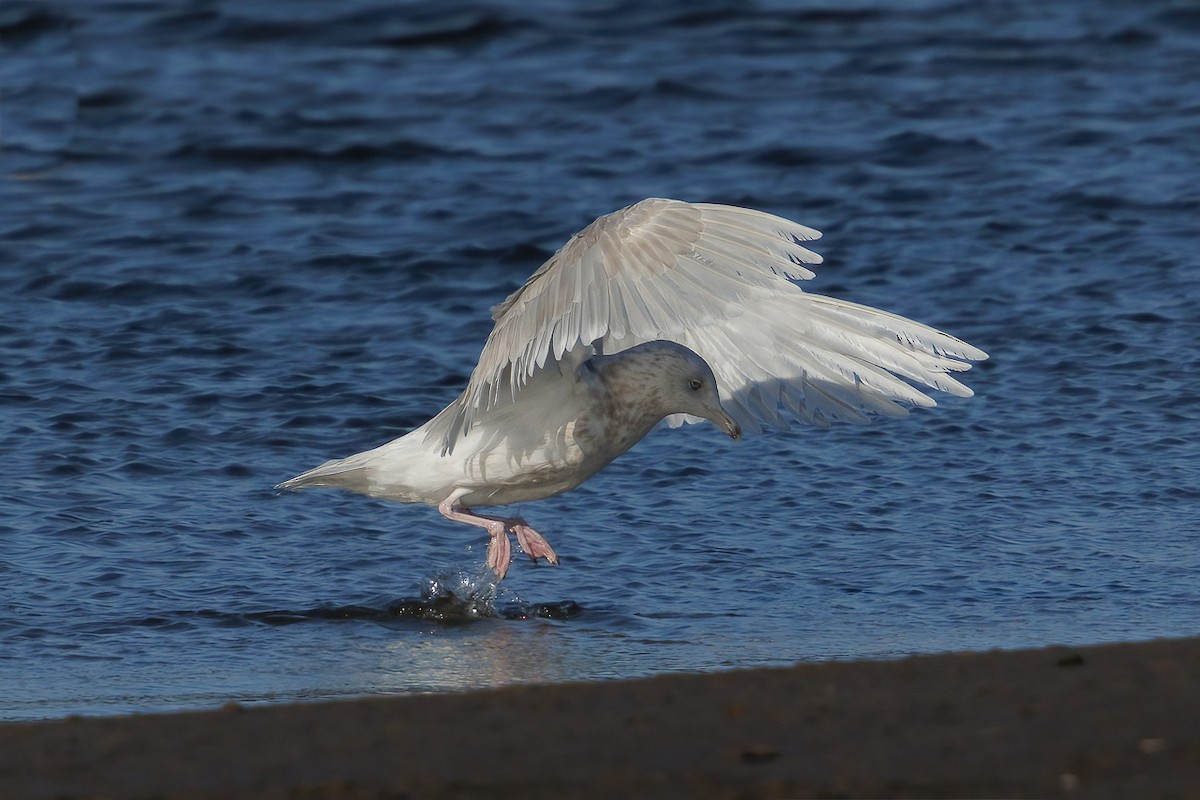 Gavión Hiperbóreo - ML645611717