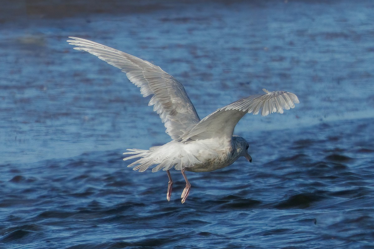 Gavión Hiperbóreo - ML645611718