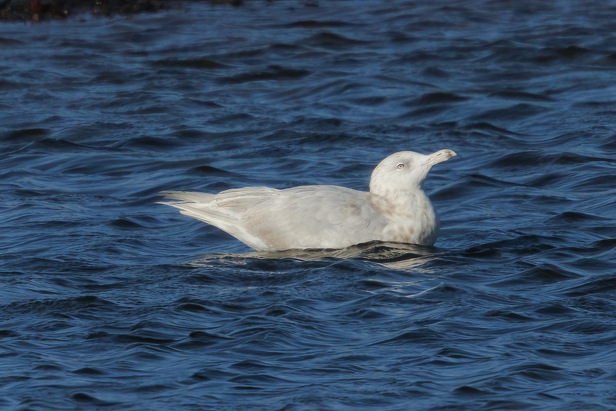 Gavión Hiperbóreo - ML645611719
