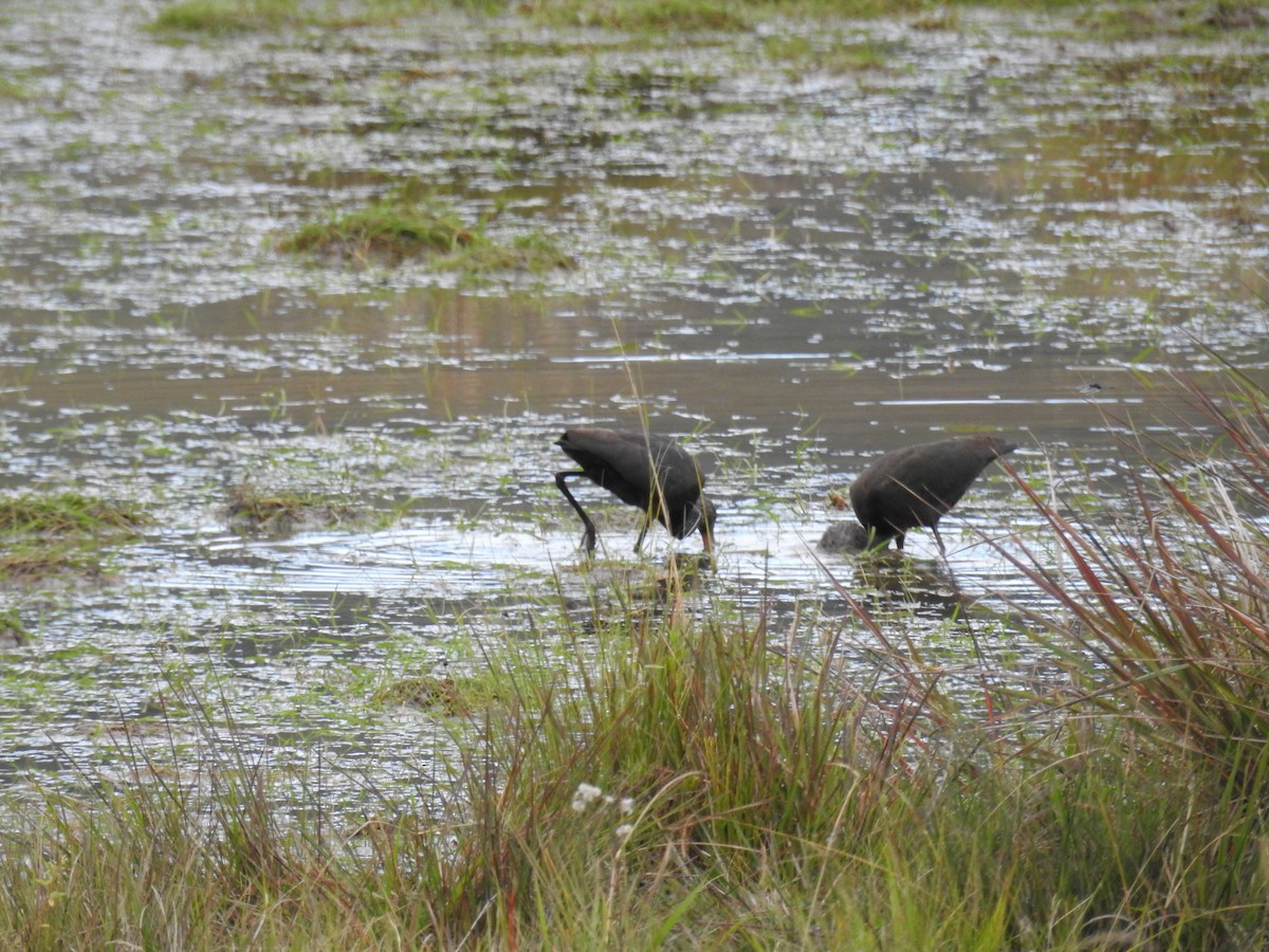 rødmaskeibis - ML645611723