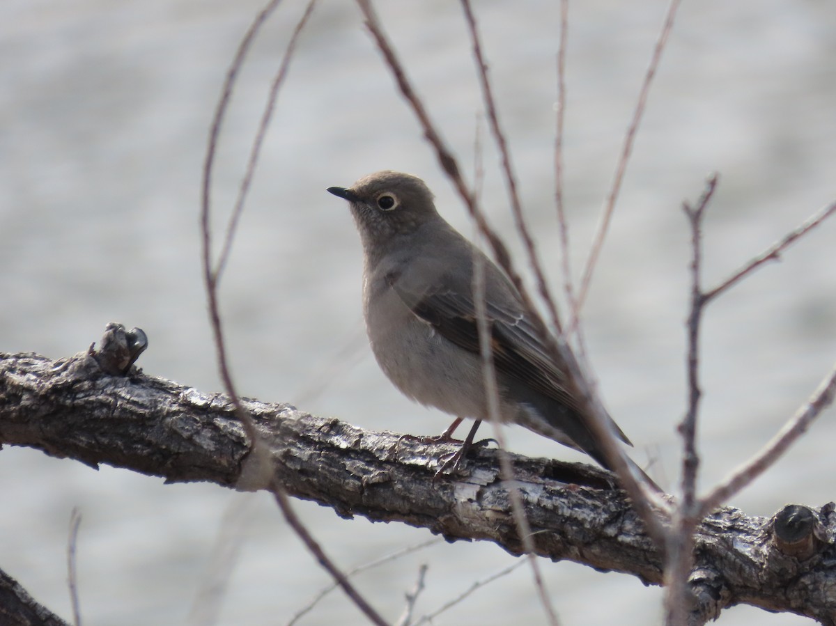 Townsend's Solitaire - ML645611731