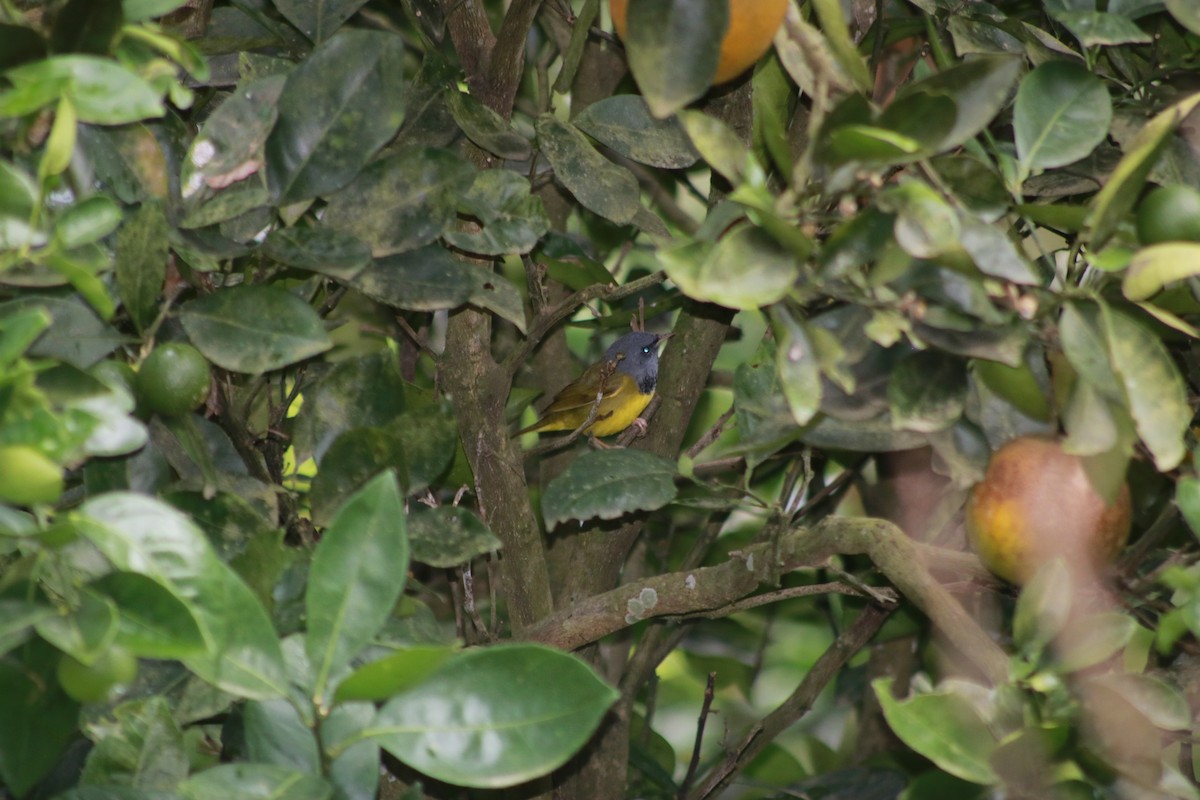 Mourning Warbler - ML645611740