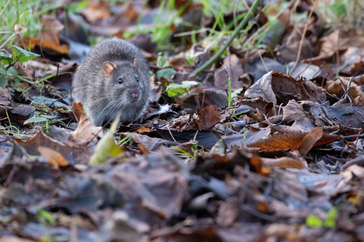 Brown Rat - ML645611742
