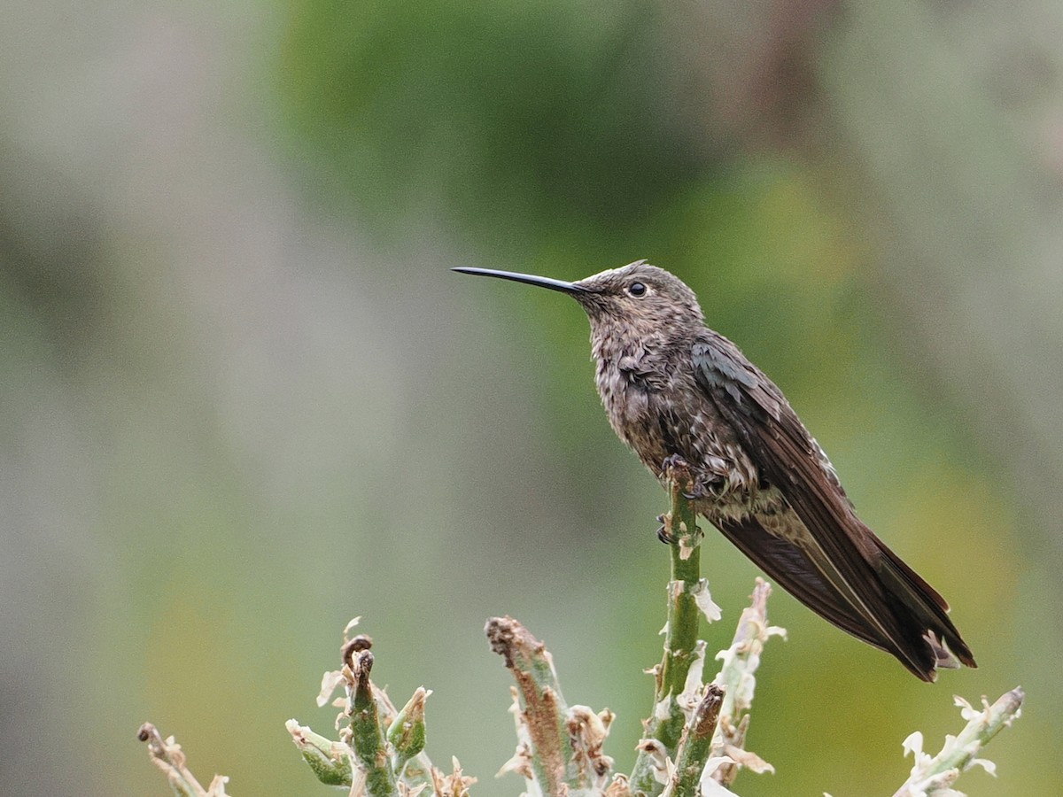 Giant Hummingbird - ML645611743