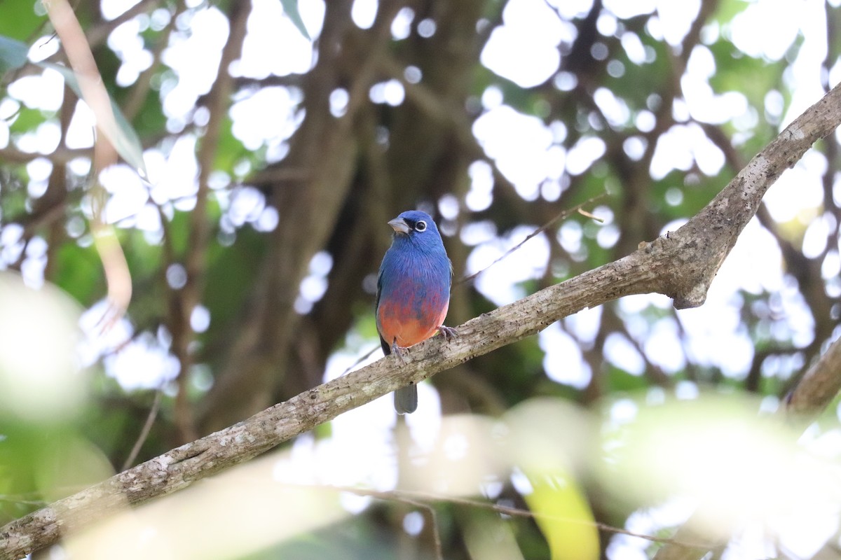 rosenbukspurv - ML645611747