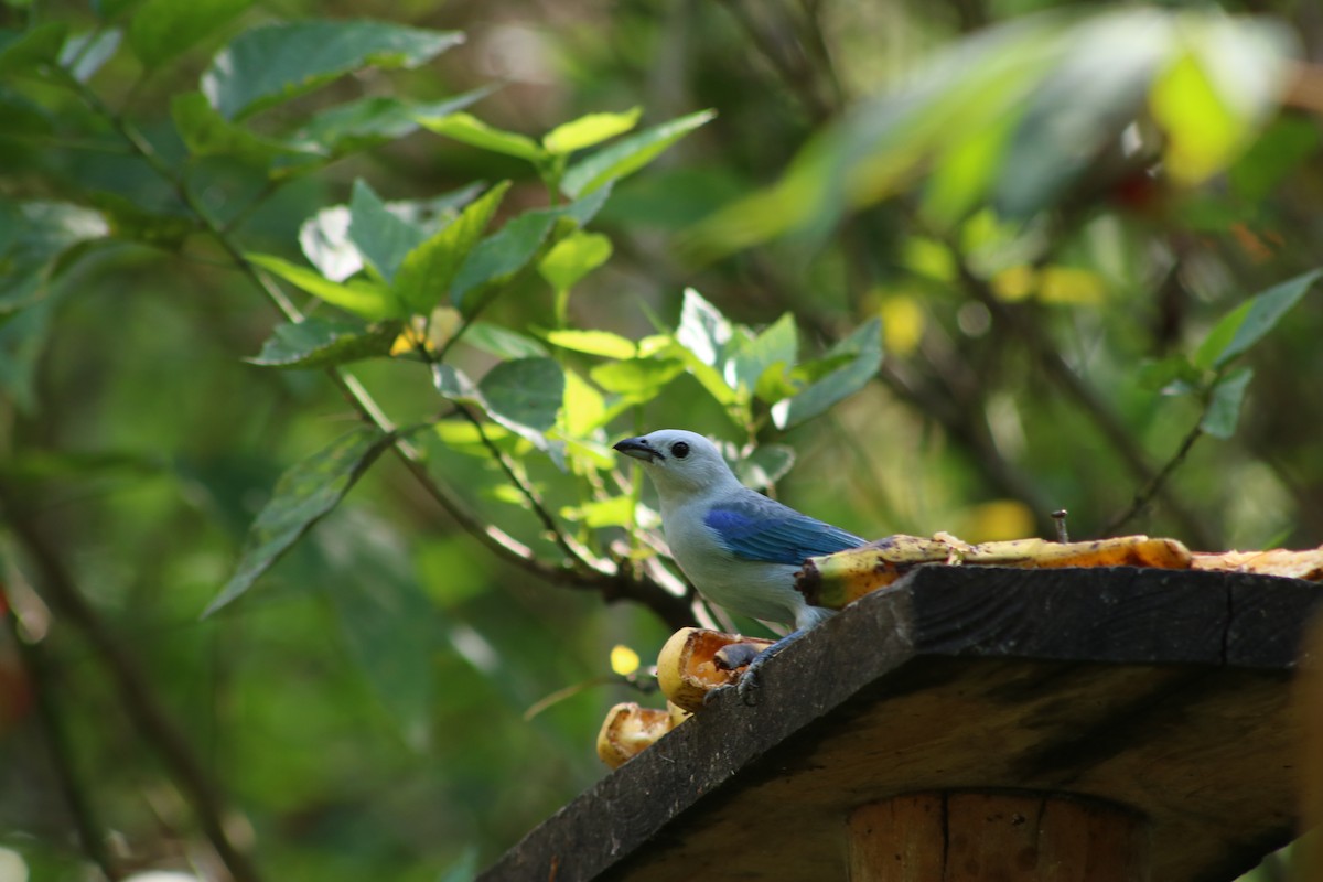 Blue-gray Tanager - ML645611754