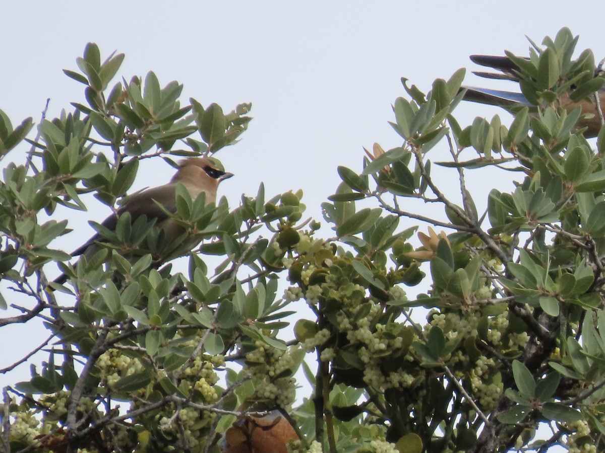 Cedar Waxwing - ML645611759
