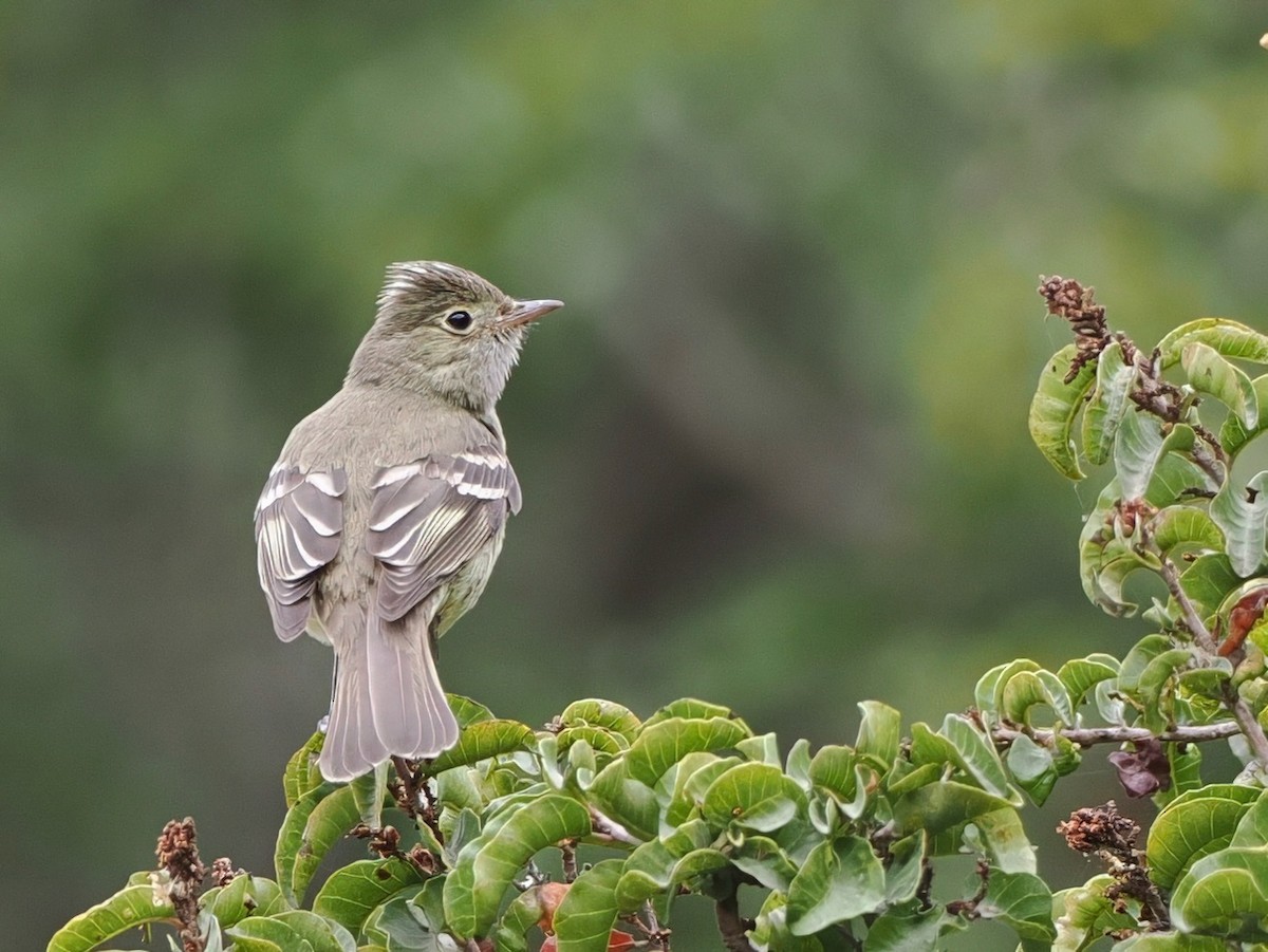 White-crested Elaenia - ML645611761