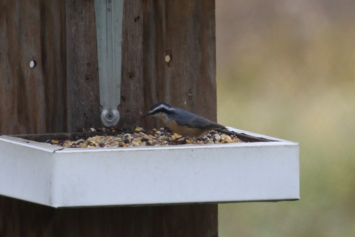 Red-breasted Nuthatch - ML645611768