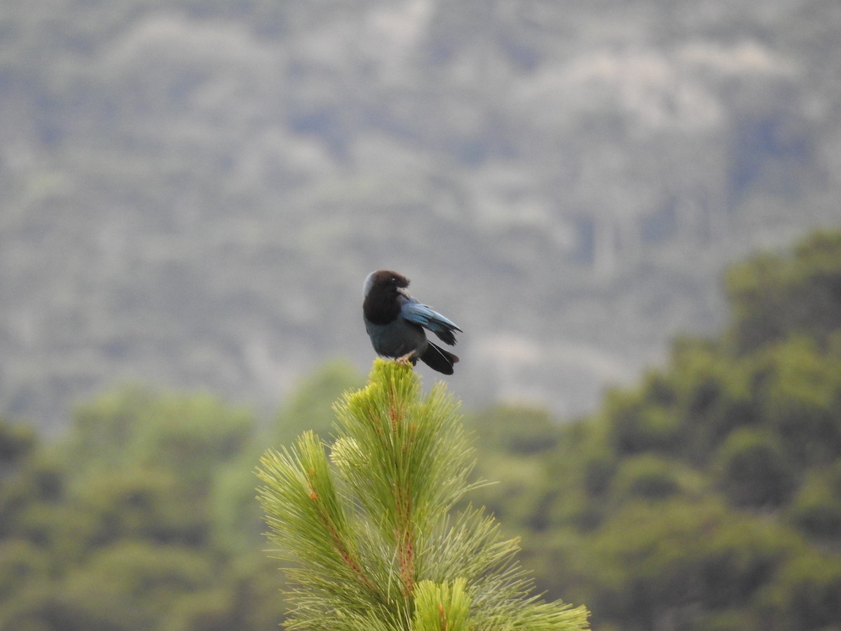 Azure Jay - ML645611770