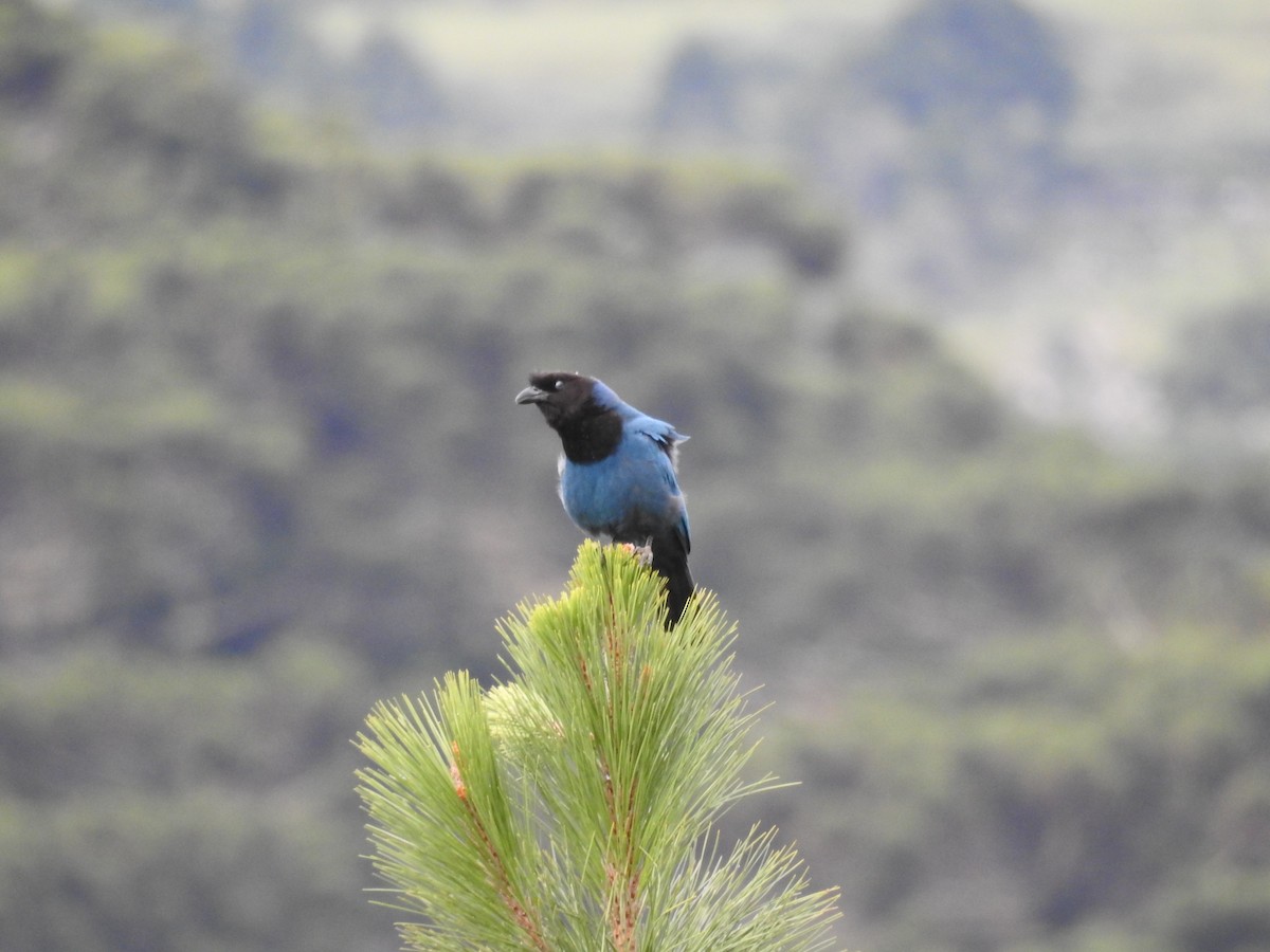 Azure Jay - ML645611771