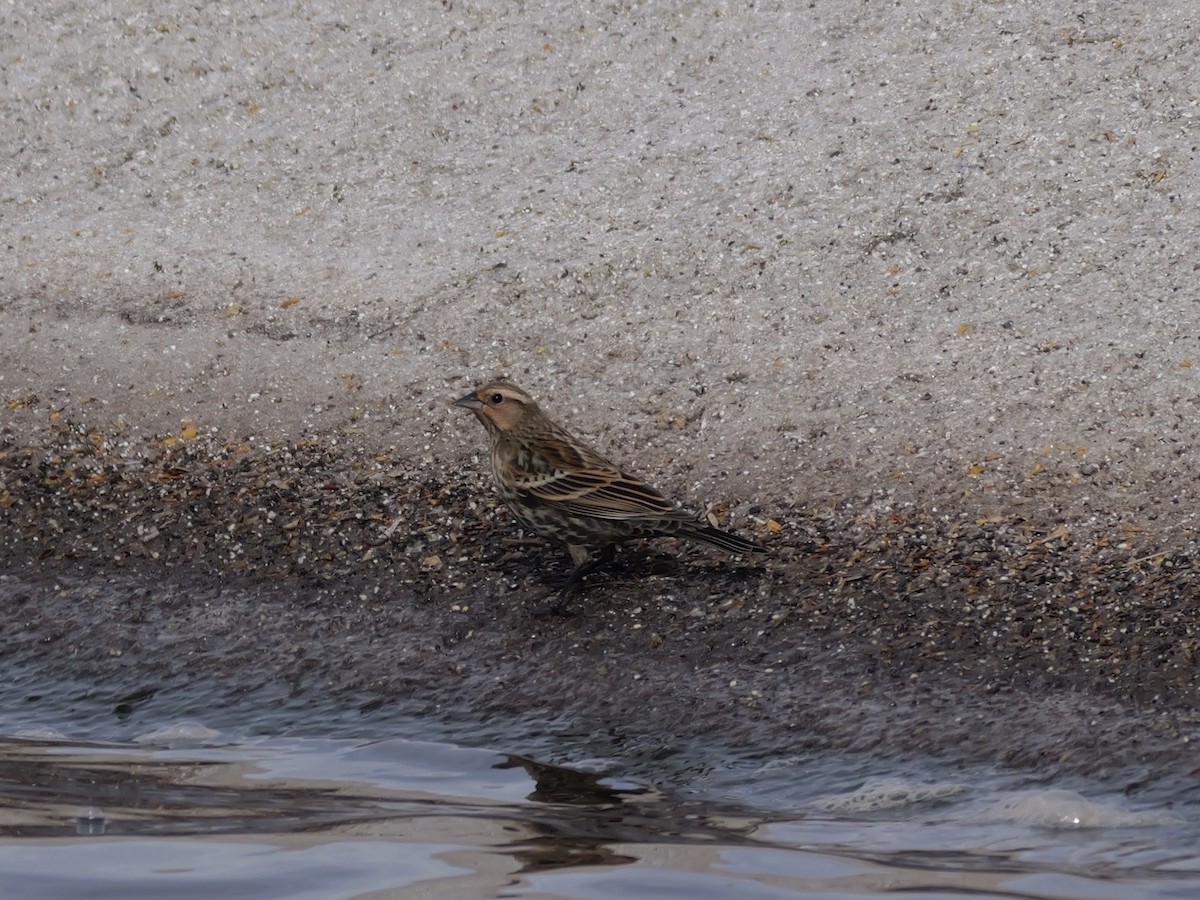 ハゴロモガラス（phoeniceus グループ） - ML645611773