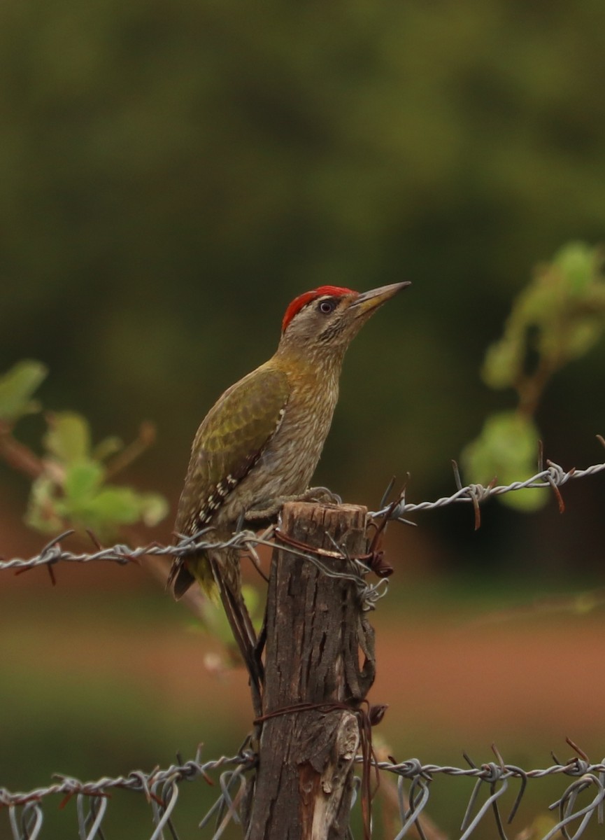 Streak-throated Woodpecker - ML645611780