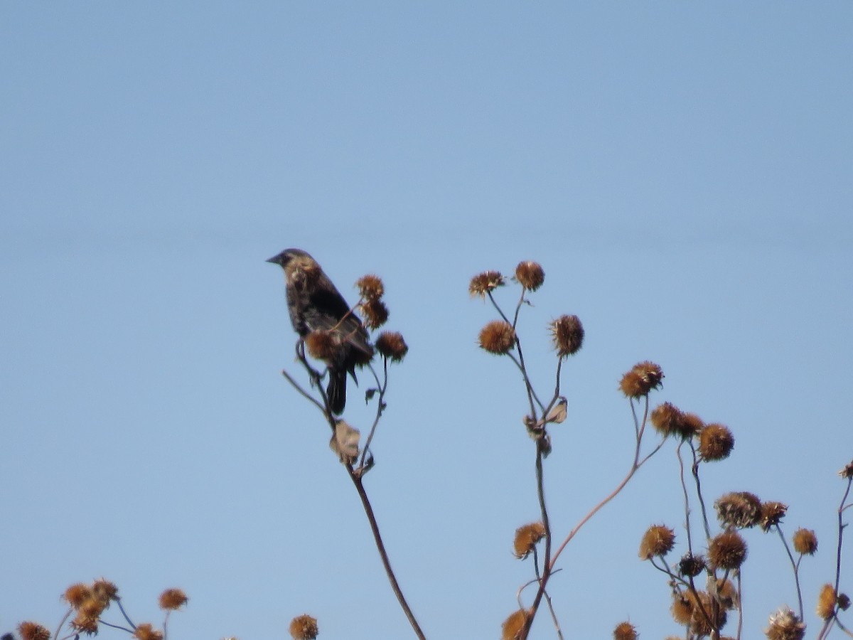 ハゴロモガラス - ML645611782