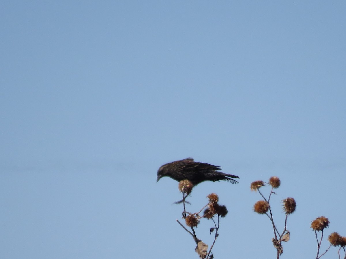 ハゴロモガラス - ML645611783