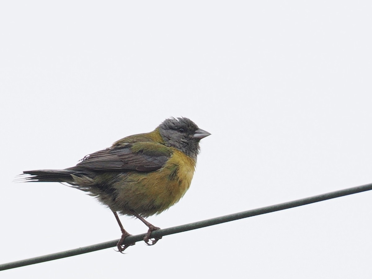 Gray-hooded Sierra Finch - ML645611785