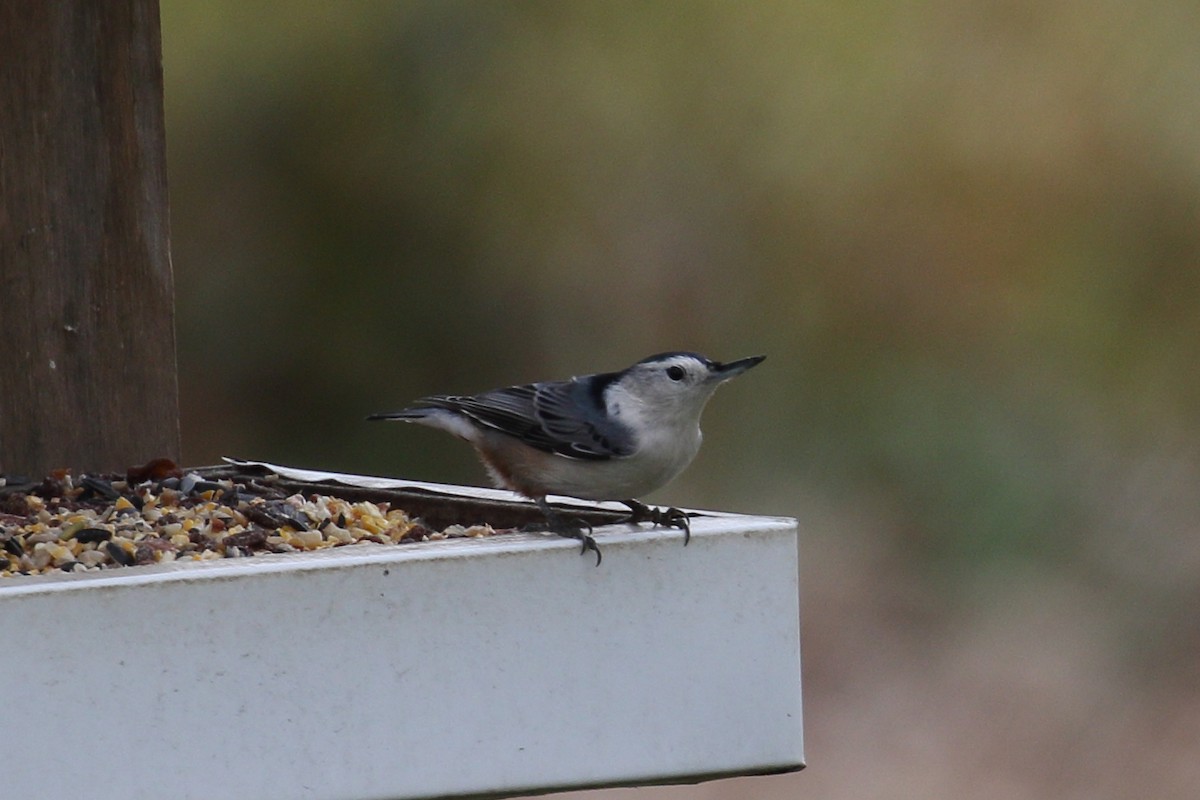 White-breasted Nuthatch - ML645611813