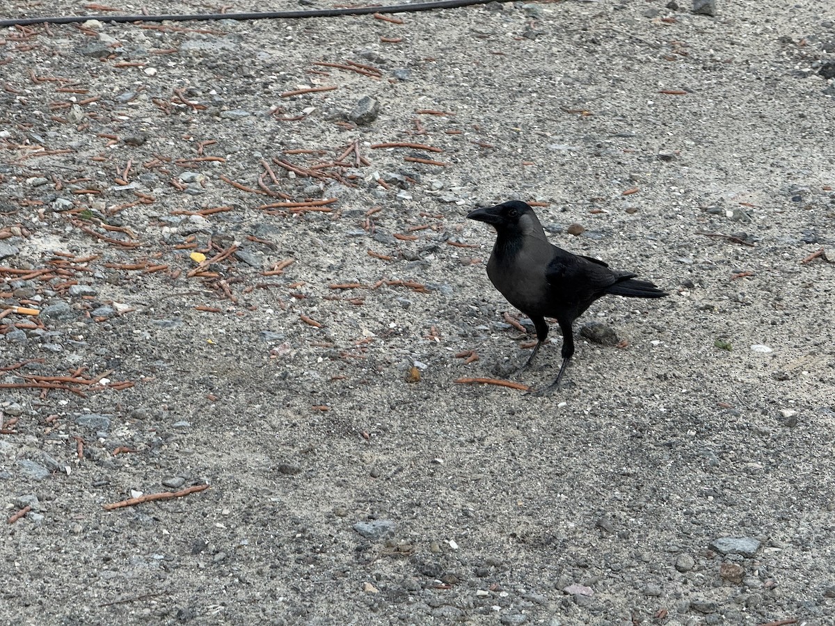 Ворона індійська - ML645611815