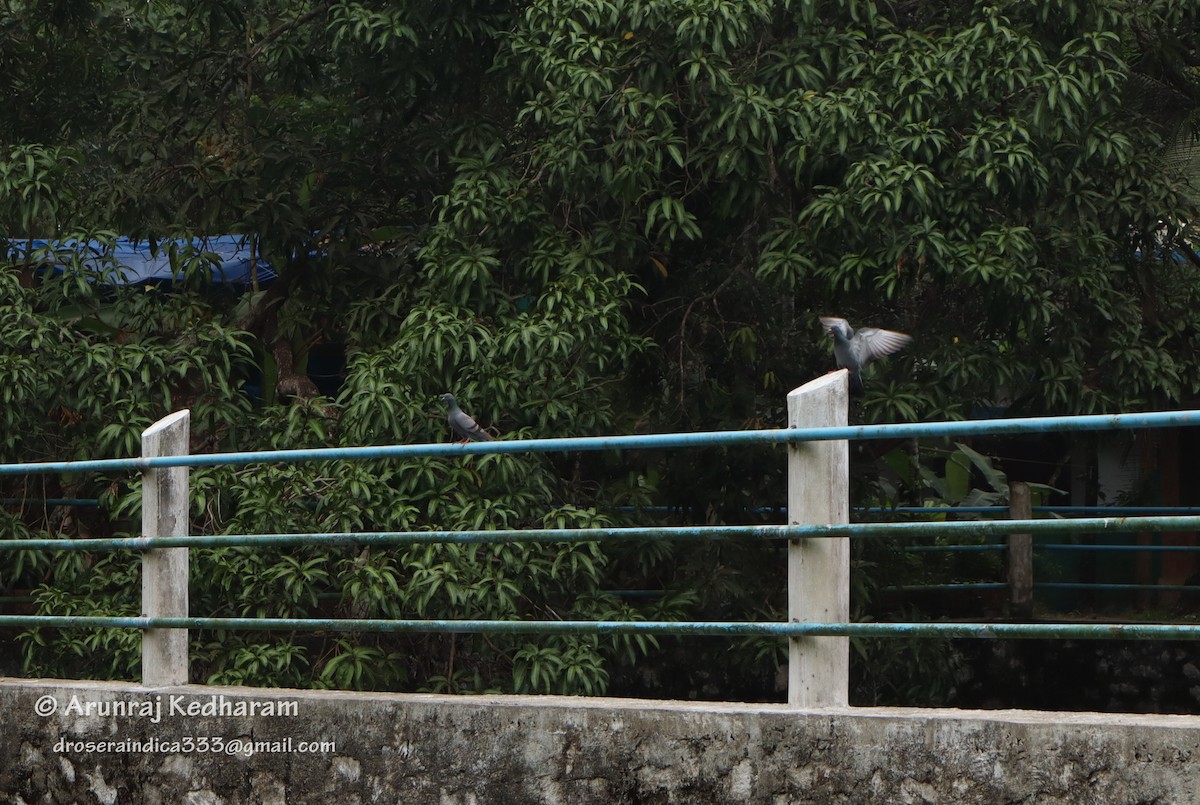 Rock Pigeon (Feral Pigeon) - ML645611816