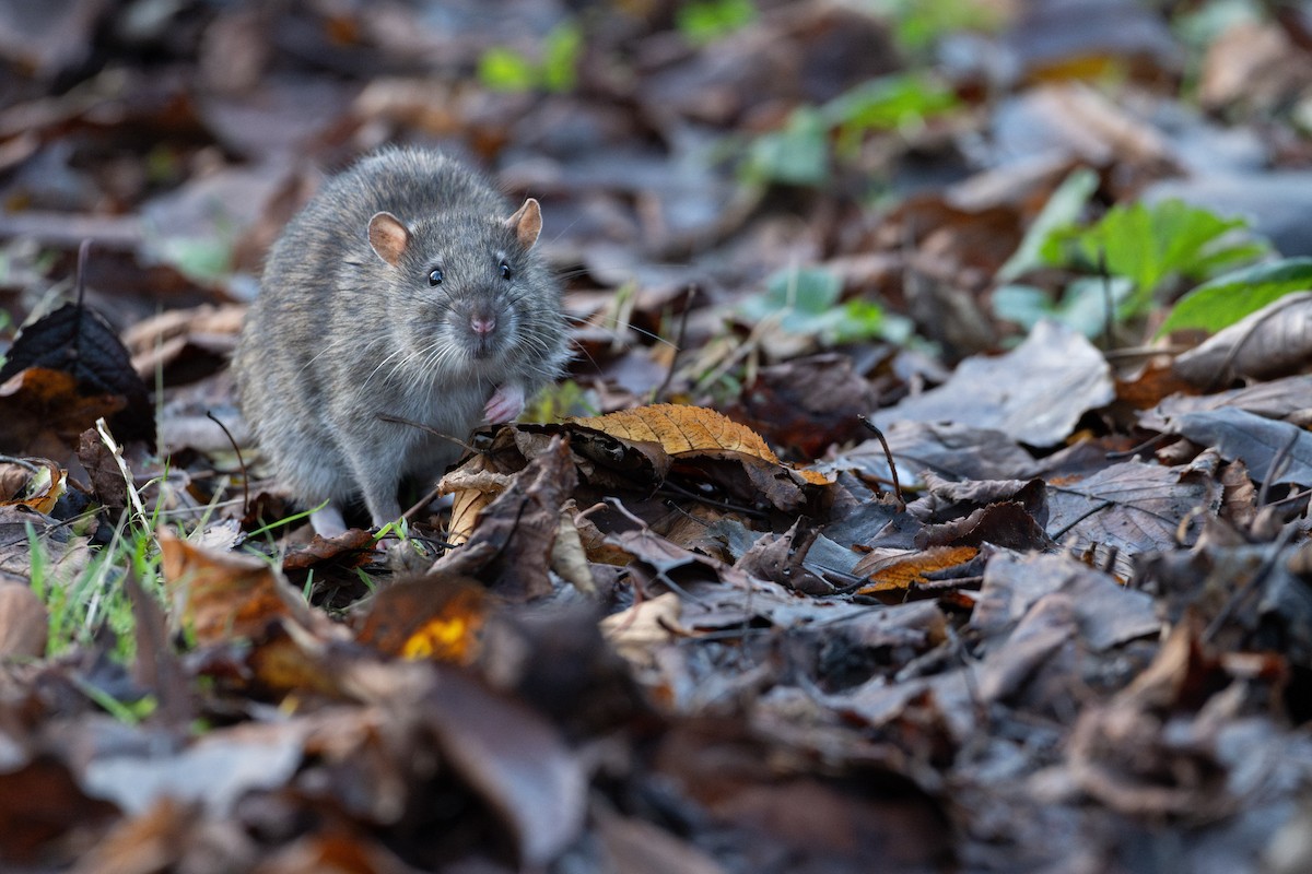 Brown Rat - ML645611821