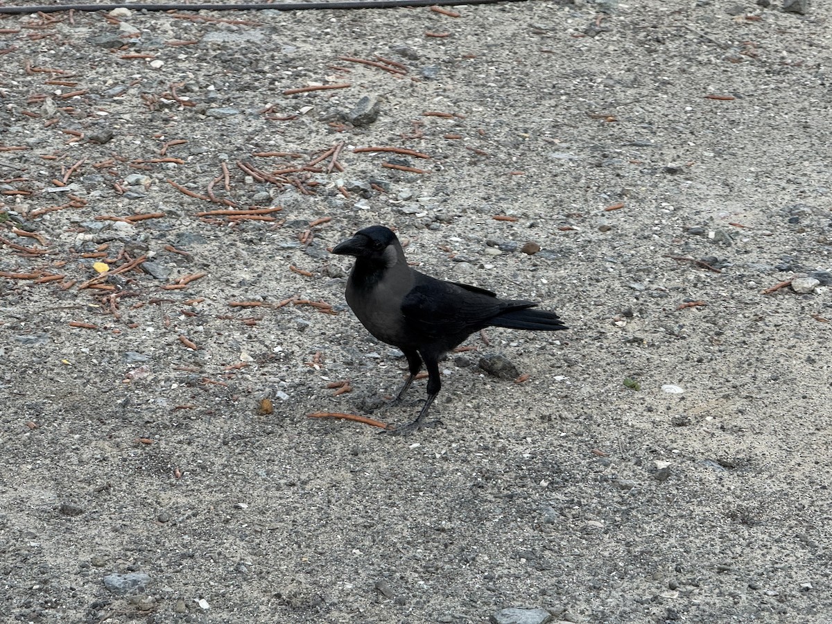 Ворона індійська - ML645611822