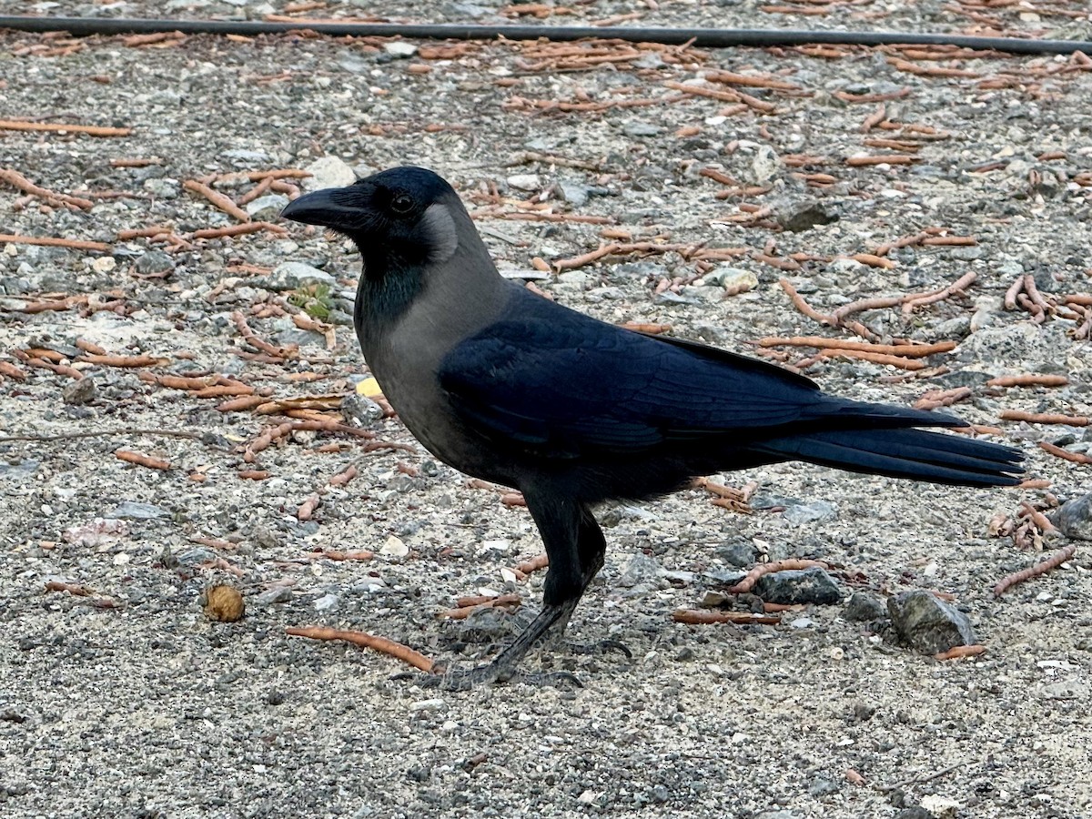 Ворона індійська - ML645611830