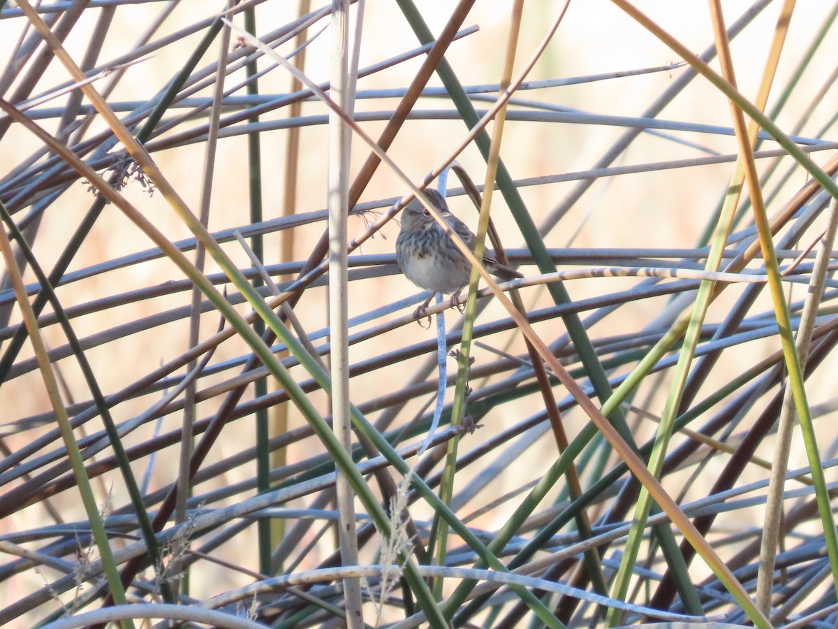 Lincoln's Sparrow - ML645611838