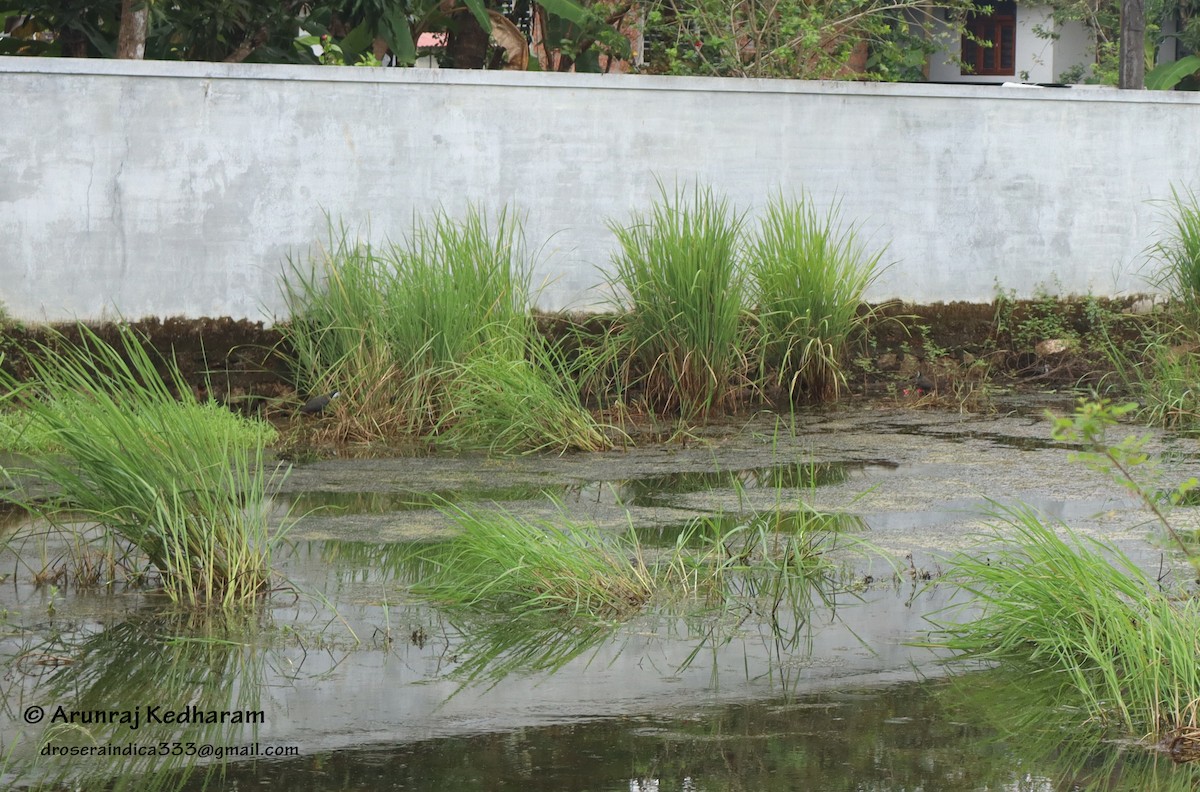 White-breasted Waterhen - ML645611847
