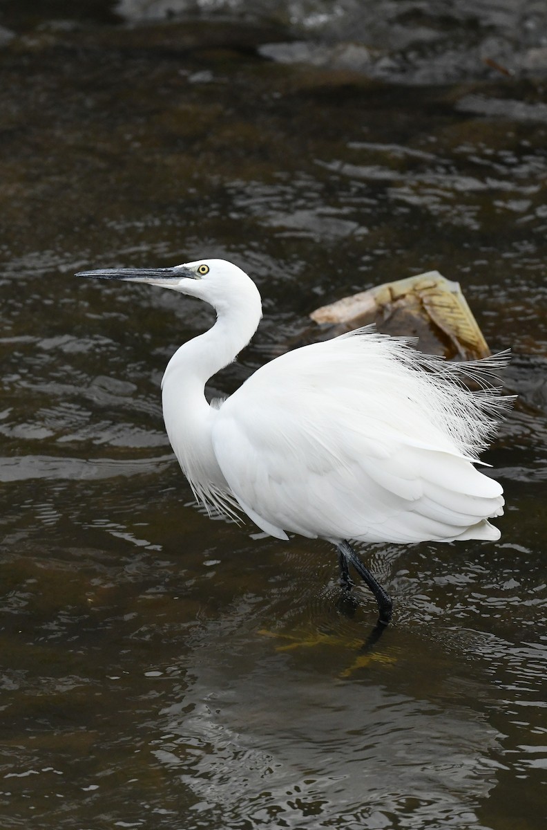 Little Egret - ML645611850