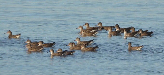 Common Redshank - ML645611853