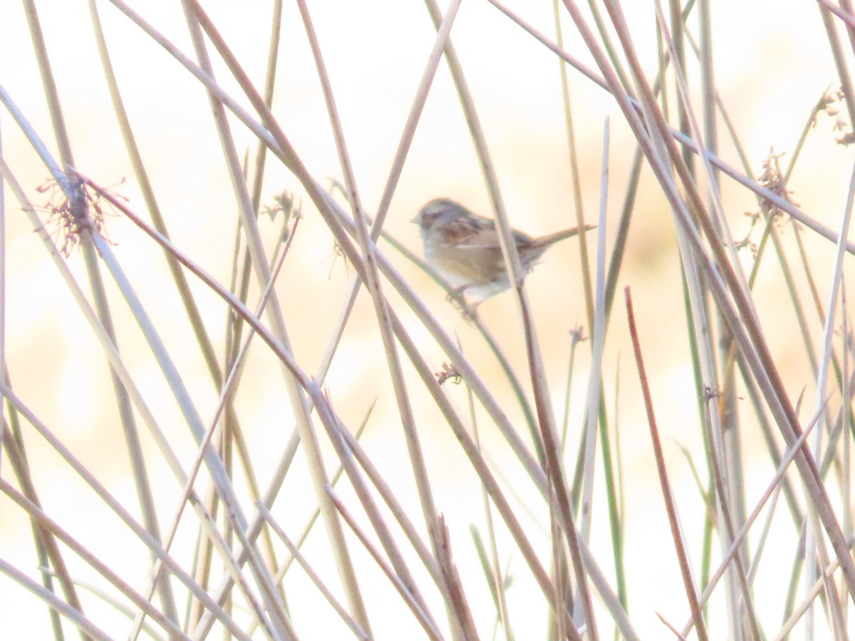 Swamp Sparrow - ML645611858