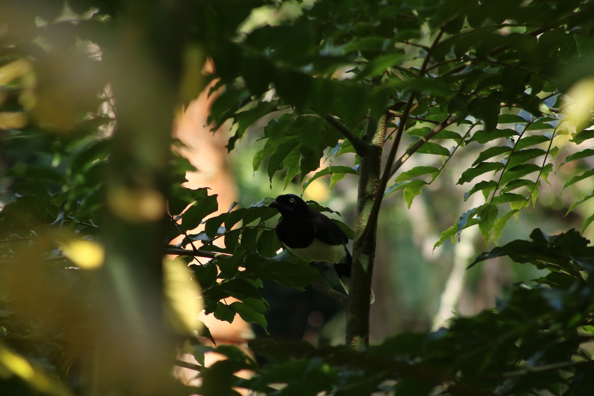 Black-chested Jay - ML645611861