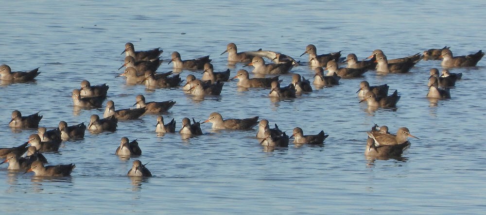 Common Redshank - ML645611866