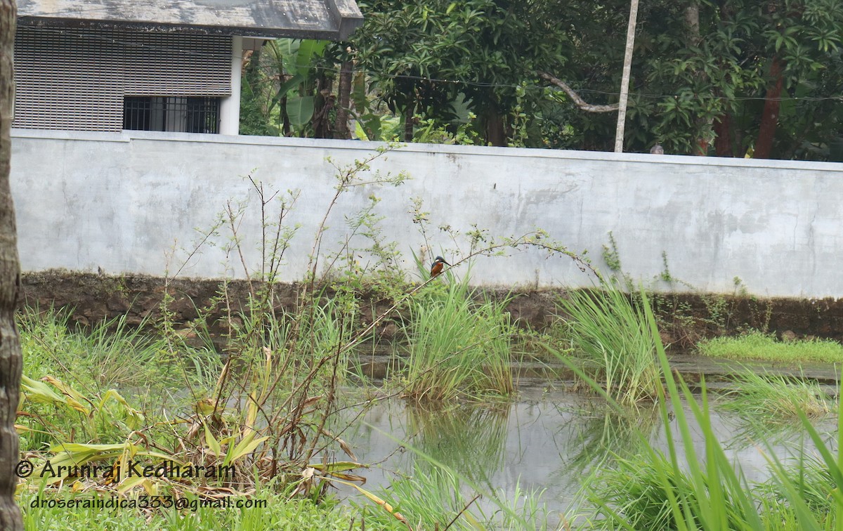 Common Kingfisher - ML645611869