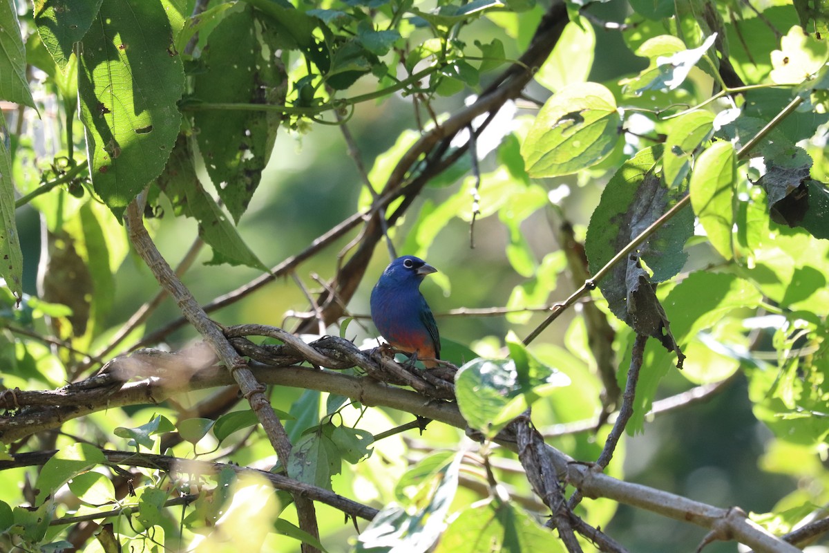 rosenbukspurv - ML645611874