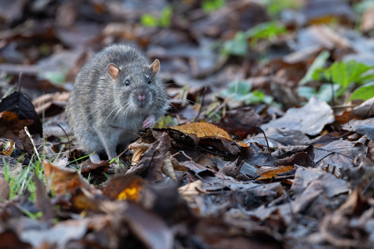 Brown Rat - ML645611876