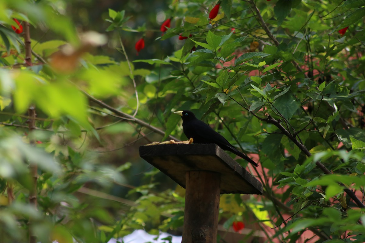 Scarlet-rumped Cacique (Subtropical) - ML645611884