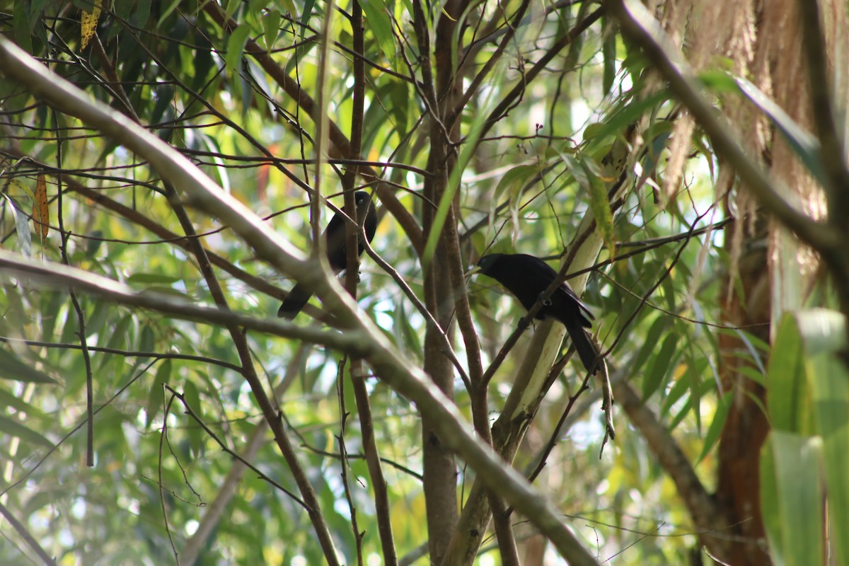 Scarlet-rumped Cacique (Subtropical) - ML645611885