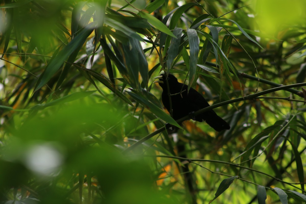 Scarlet-rumped Cacique (Subtropical) - ML645611886