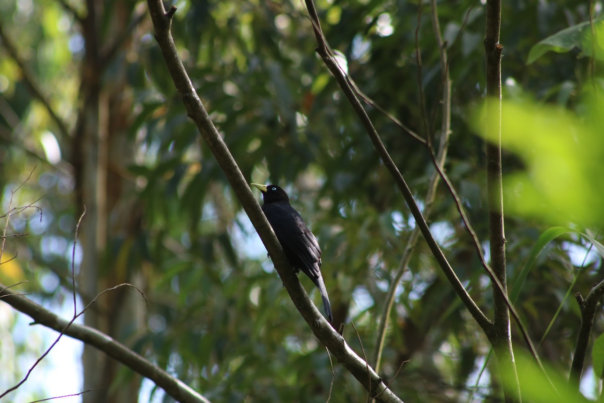 Scarlet-rumped Cacique (Subtropical) - ML645611887