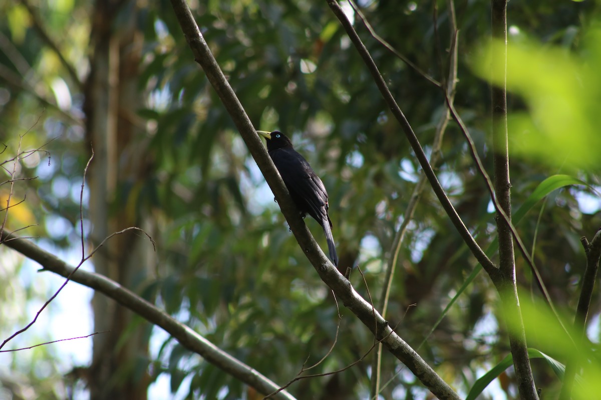 Scarlet-rumped Cacique (Subtropical) - ML645611888