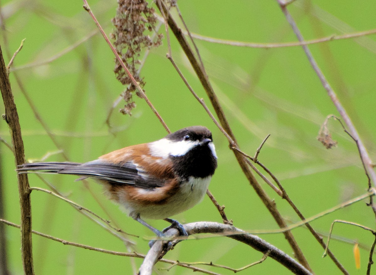Chestnut-backed Chickadee - ML645611890