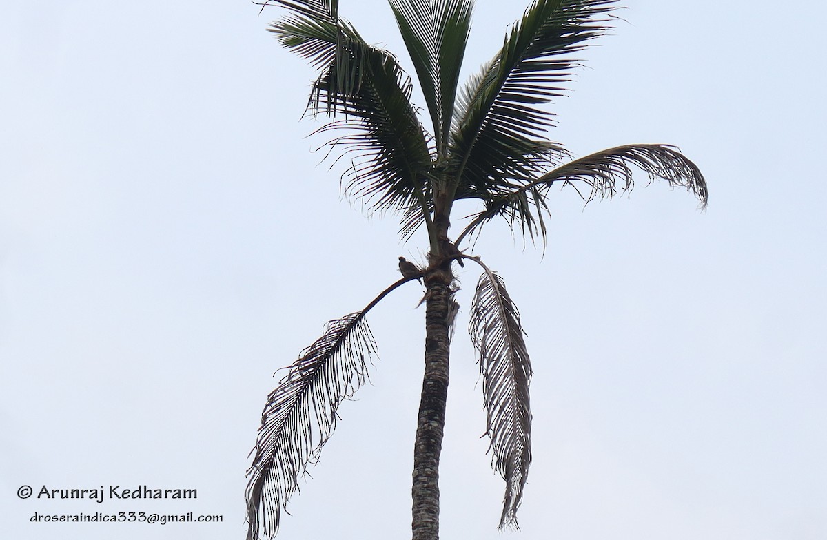 Common Myna - ML645611901