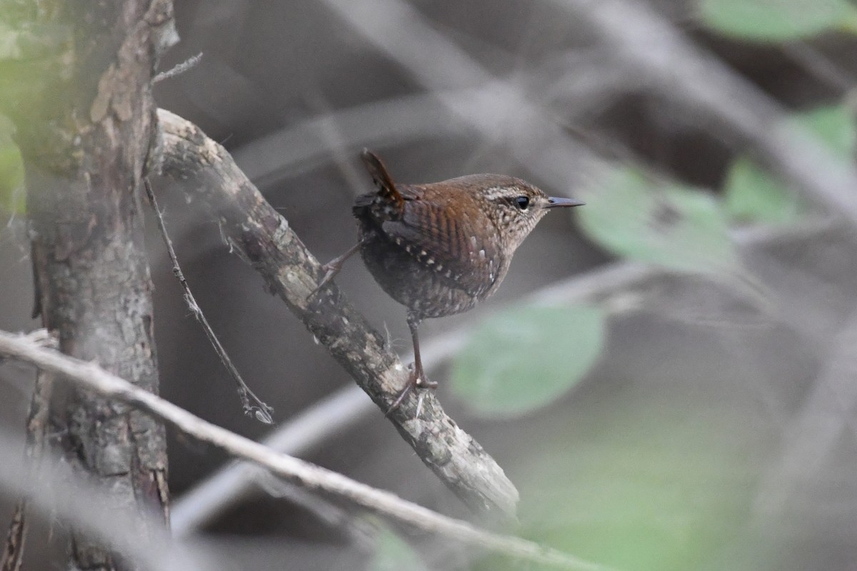 Winter Wren - ML645611903