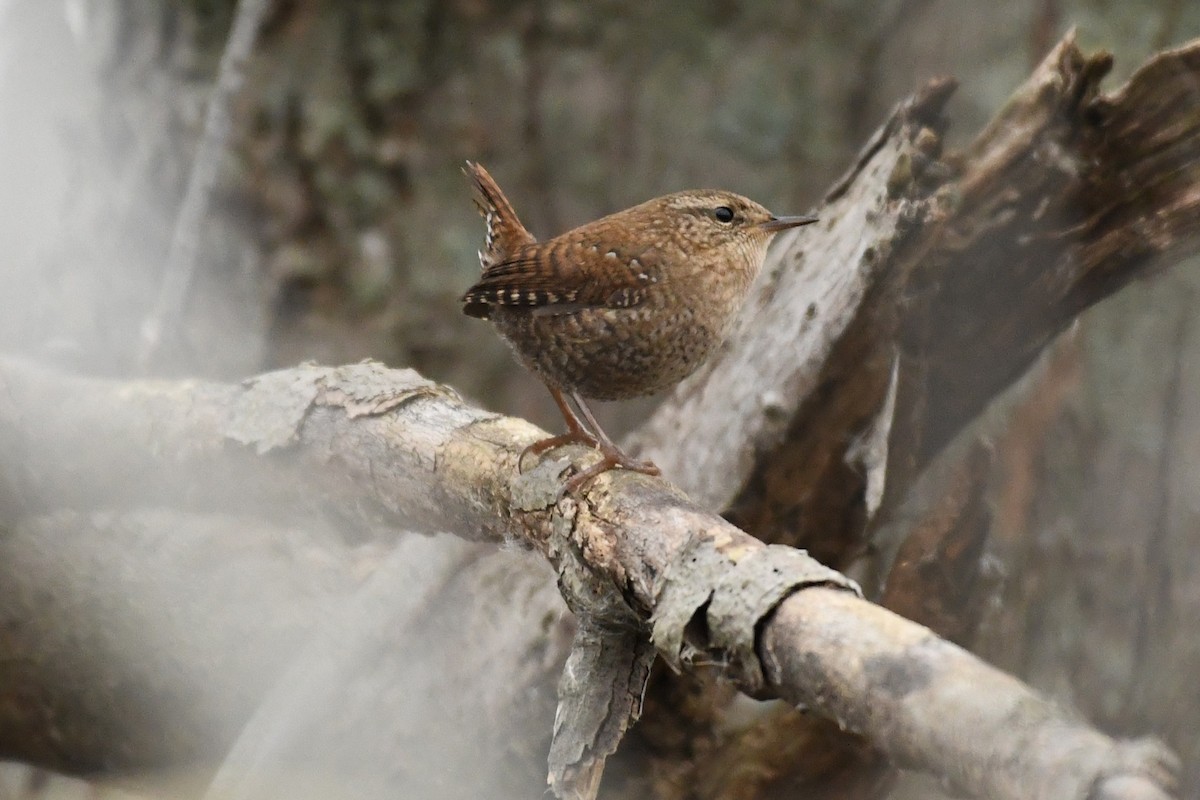 Winter Wren - ML645611904
