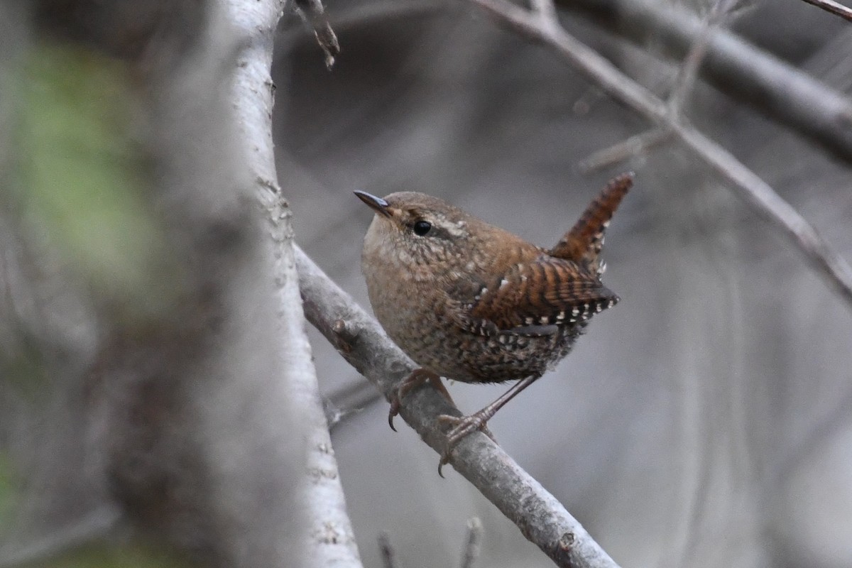 Winter Wren - ML645611905