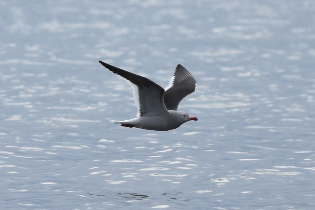 Dolphin Gull - ML645611906