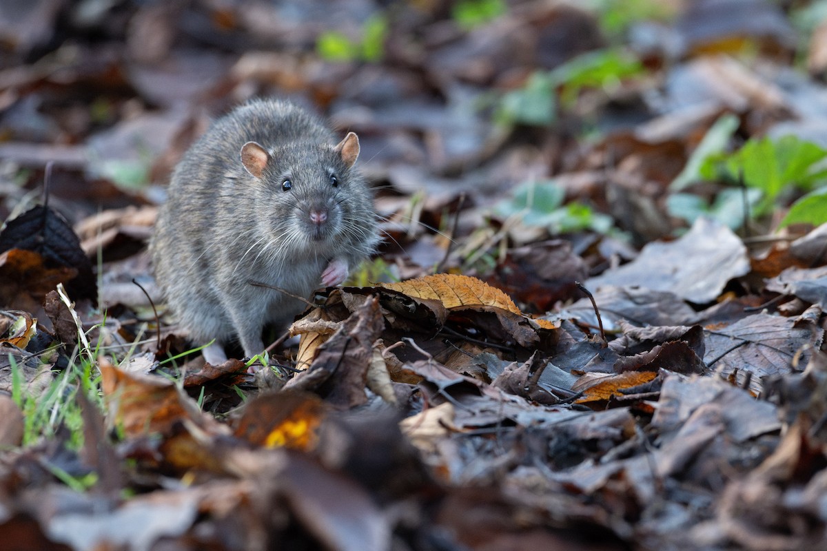 Brown Rat - ML645611907